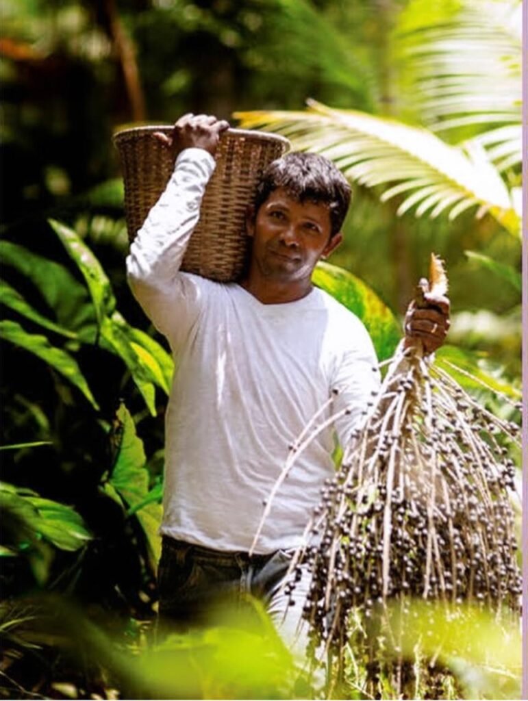 Esta imagem representa a força da produção familiar que movimenta a cadeia do açaí na Amazônia. Cada fruto colhido carrega a história de famílias que cuidam da floresta, preservam seus saberes tradicionais e transformam o trabalho diário em alimento, renda e desenvolvimento sustentável. Na COFRUTA, valorizamos cada etapa desse caminho, do produtor até a mesa, fortalecendo a economia local e a riqueza da nossa terra.